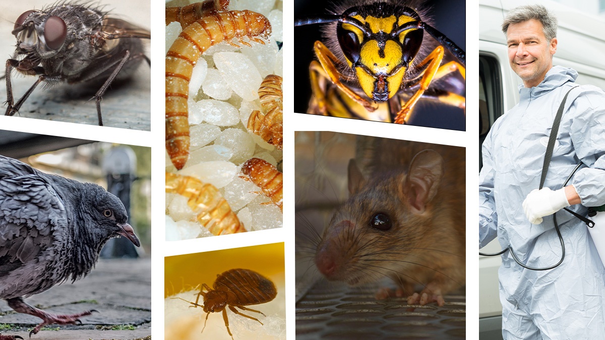 RSPHLevel2PestManagementCertificate8-dayclassroomcourseandexamBPCA RSPHLevel2PestManagementCertificate8-dayclassroomcourseandexamBPCA